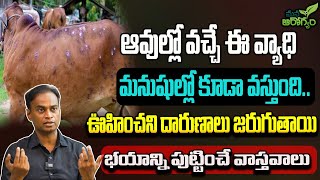 ఆవుల్లో వచ్చే ఈ వ్యాధి మనుషుల్లో కూడా వస్తుంది | Mad cow diseases | Mana arogyam