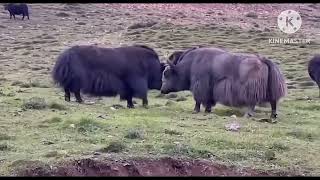 The new Tibetan yak fight. བོད་ཀྱི་གཡག་འཛིང་གསར་བ།