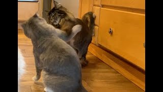 Separating Fighting Cats - Managing the Indoor Cat Fight