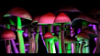 MUSHROOM STOCKS Detailed Analysis Episode #2 December 12, 2020