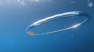 interstellar jelly