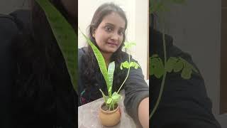 shaina vlogs is live!