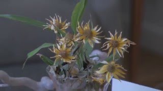 4k B4 on GH4