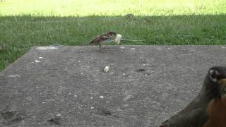 Bird Cam - Up Close