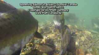 Spawning Salmon/ Laichende Lachse in British Columbia/ Canada