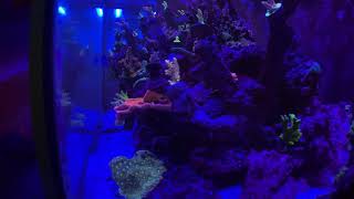 Sps reef tank