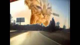 CALLBOX LIVE     wet kitty.wmv
