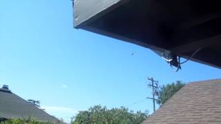 Hawks sept 23 2016 11:25 AM Claremont CA