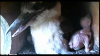 Kookaburra 7 Days Old 11/14/2014 Video 29