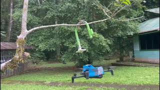 Recovery from a Branch in Rainforest