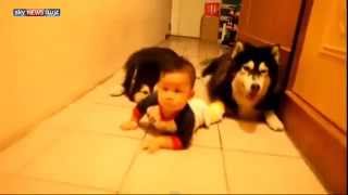 Drole : 2 chiens Imitent un bebe