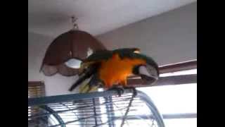 Blue and gold macaws after shower