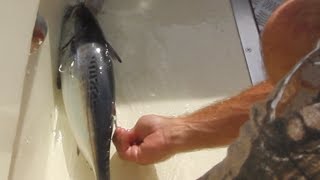 Using Live Bonita For BAIT!  #1 Fishing Trip
