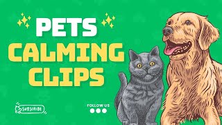 🔴 Live: Relax with Cute Pets & Peaceful Music | 12-Hour Stress Relief & Sleep Stream