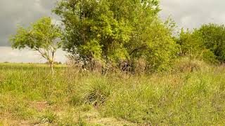 🟦 FREE 4K VIDEO STOCK - CAMPO ARGENTINO🟦