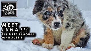 The First 24 Hours w/ an Australian Shepherd!  Outer Limitless Family: MEET LUNA !!