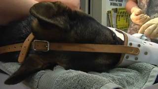 New Vet in Town - AFN Naples TV Version