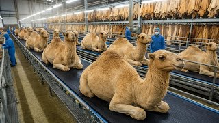 Inside a camel factory in Rajasthan – transforming camels into luxury products (The entire process)