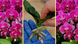 Saving Orchid, Without Roots: Exposing the Orchid Fraud!
