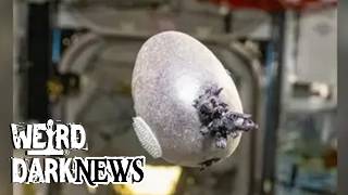 Spudnik-1: The Tentacled Space Creature That Turned Out to Be a Potato