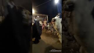 NAIK MACAN PUTIH DULU