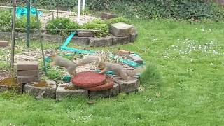 Squirrel Love