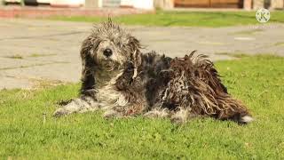 cute pets cute dogs cute pet cute Animal cute