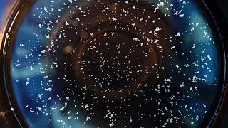 Faraday Glitter Sound Waves