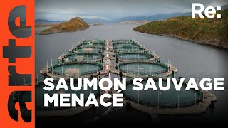 La crise du saumon en Norvège | ARTE Regards