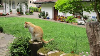 My Summer Garden - July 1, 2020