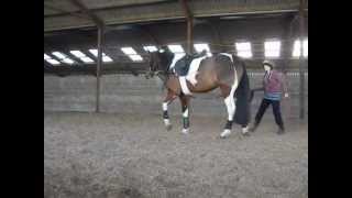 Lunging Woody in Side Reins