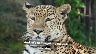 The Most Dangerous Cat You've Never Heard Of #jaguar #animals #animallover #animal
