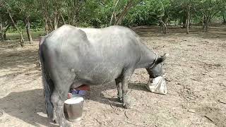 live milking Banni buffalo 22 litre milk sel high quality buffalo no 6353656869 #bannibuffalo #milk