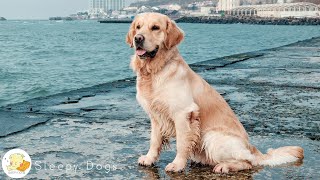 Puppy psychological stability and relaxation music 🐶 💖 Calm rest time & calm waves, separation ...