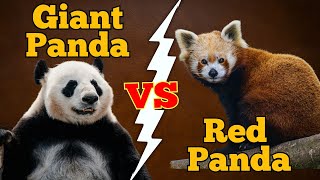 They Share a Name… But Are They Even Related? Panda vs Red Panda Explained!