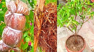air layering Niazbo Tulsi Basil plant | How to do Air layering for any plants