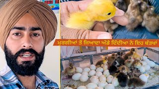 ਮੁਰਗੀਆਂ ਤੋਂ ਜਿਆਦਾ ਅੰਡੇ ਿਦੰਦੀਆ ਨੇ ਇਹ ਬੱਤਖਾਂ | Toor Farm
