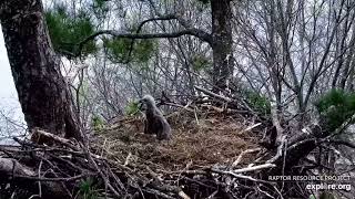17 Day Old Eaglet Fiercely Defends the Nest From a Playful Squirrel TE explore.org 04/28/2024