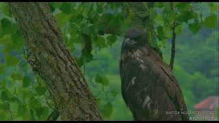 Decorah Eagles 6-28-26 HD w/fish #1, DH4 wins, DH3 gets leftovers