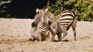 LIVE at the waterhole - 12 April 2026