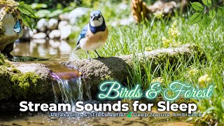 Birds and Forest Stream Sounds for Sleep, Relaxation & Stress Relief🍃Deep Nature Ambience