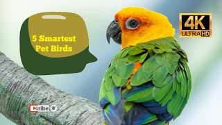 5 Smartest Birds to keep as Pets 4K