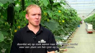Hortipray® micronutri Fe meststof – Getuigenis van Kwekerij De Lindenborg (Nederland)