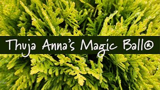 Thuja Anna's Magic Ball® at Prides Corner Farms