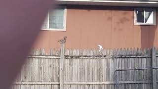 Is this squirrel okay?