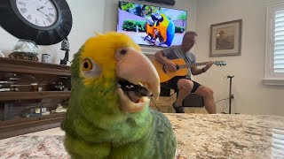 Green Dust Parrot 