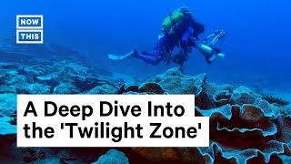 Divers Discover One of the Largest, Rarest Coral Reefs