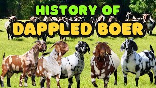 History Of Dappled Boer Goats!