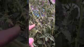 Nekkid Gardener: Tomato maintenance 