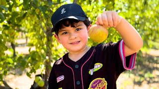 🍎 Apple U-Pick  | Volcan Valley Farm, Julian CA 2025 [4K UHD POV]